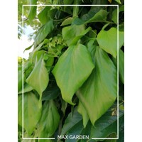Bre?tan kolchický -Hedera colchica ´Dentata Variegata´ - 60/80cm
