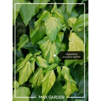Bre?tan kolchický -Hedera colchica ´Dentata Variegata´ - 60/80cm
