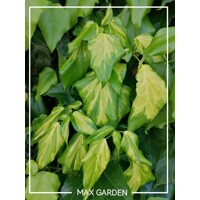 Bre?tan kolchický -Hedera colchica ´Dentata Variegata´ - 60/80cm