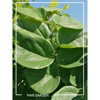 Judášovec čínsky  -  Cercis chinensis 'Avondale'  Co10L 50/60