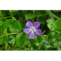 Zimozele? vä?šia - Vinca major
