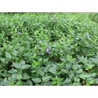 Zimozele? vä?šia - Vinca major