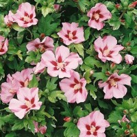 Ibištek - Hibiscus syriacus ´Pink Chiffon ´ Co2,5L 30/40