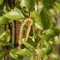 Breza previsnutá - Betula pendula ´Youngii´ Co18L 3/4 kmeň