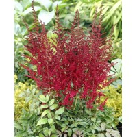 Astilba - Astilbe Arendsii ´Glut´ Co14