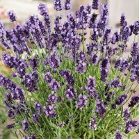 Levanduľa úzkolistá  -  Lavandula angustifolia 'Esence Purple'  P23 35/40